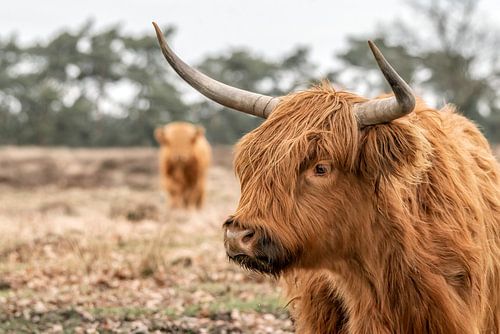 Scottish Highlander with young.