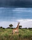 Forces of Nature by Jeroen van Rooijen thumbnail
