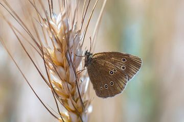 bruine vlinder op een gerst aar van Mario Plechaty Photography