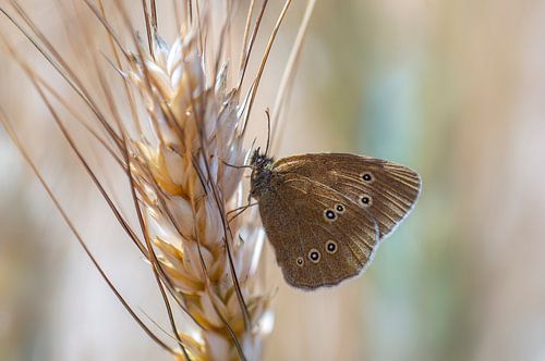 bruine vlinder op een gerst aar