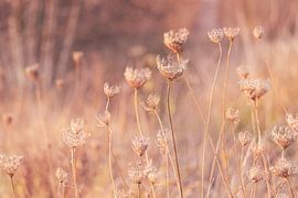 Delicate Dried Wild Flower Seedheads by Imladris Images