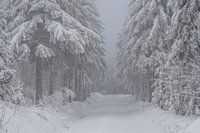 romantic winter forest in the Erzgebirge in Saxony