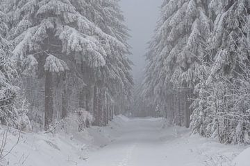 romantisch winterbos in het Erzgebirge in Saksen van Animaflora PicsStock