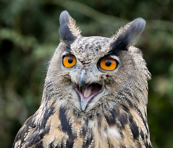 Owl screams