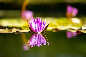 Roze waterlelie in de botanische tuin Freiburg van Andreas Nägeli