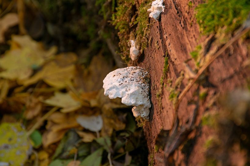 Zwam op boomstronk by Richard Booij