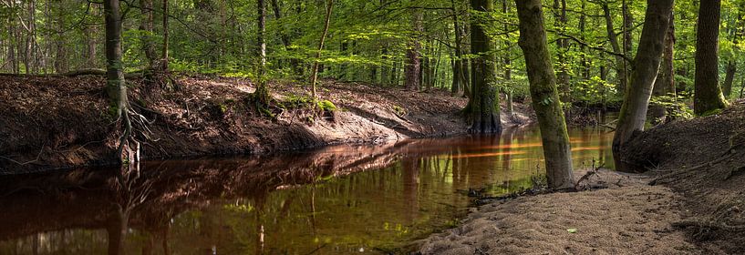 Verzauberte Waldlandschaft am Hierdenbach: Morgensonne in der Natur von Hevonax Photography
