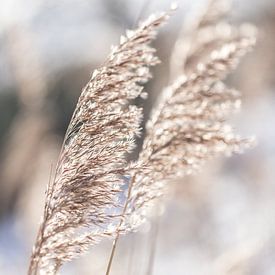 Winter palm grass by Sharona Sprong