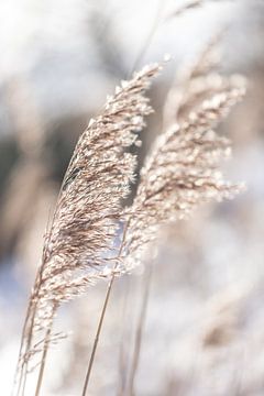 Winter palm grass by Sharona Sprong