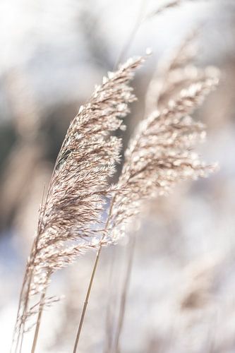 Winter palm grass by Sharona Sprong
