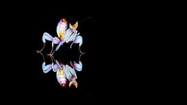 Orchid mantid reflected on a black background