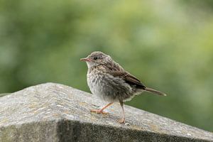 Huismus juveniel van Tanja van Beuningen