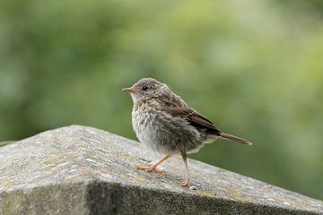 Moineau domestique juvénile sur Tanja van Beuningen