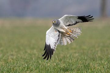 Maneuvering Blue Harrier male. by Robbie Nijman