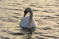 Schwan im Wasser