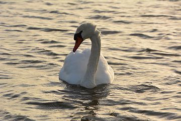 Swan in water by Michael van Eijk