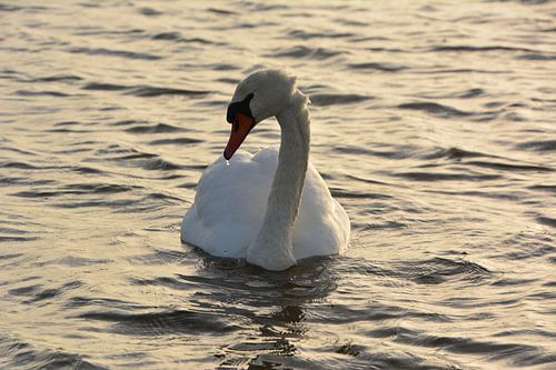 Swan in water