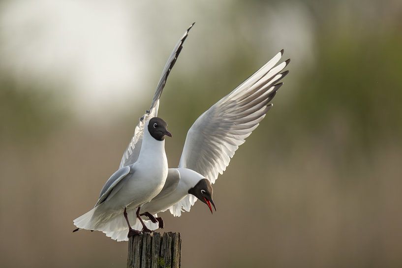 Black-headed gulls portrait by Sven Scraeyen