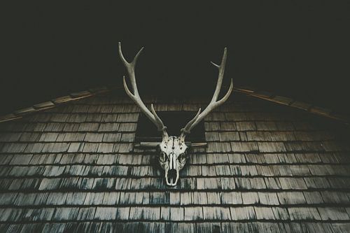 antlers on the wooden house