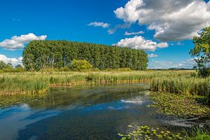 Sommerlandschaft in den Niederlanden.