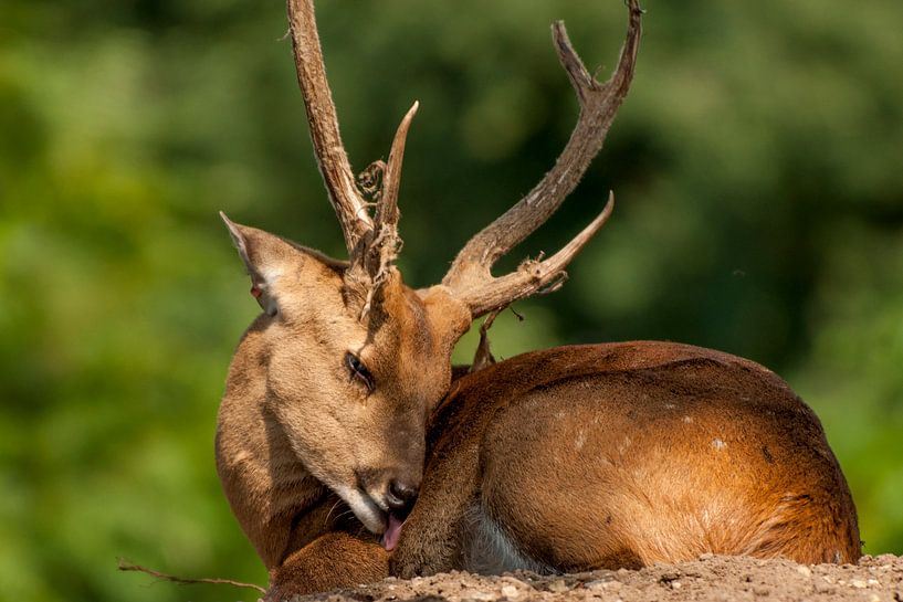 cerf de sanglier ou de porc : Royal Burgers' Zoo par Loek Lobel