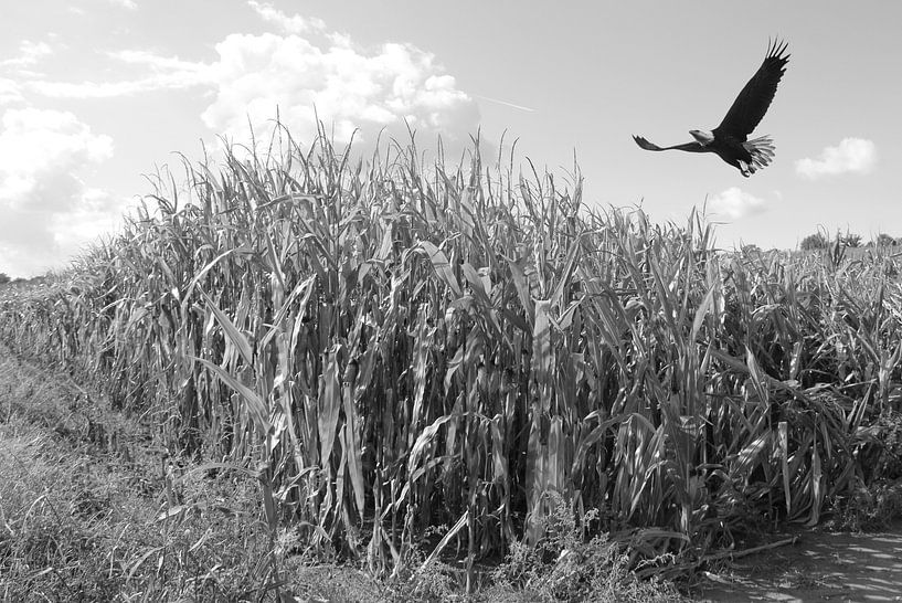Adler über Maisfeld in schwarz-weiß von Jose Lok
