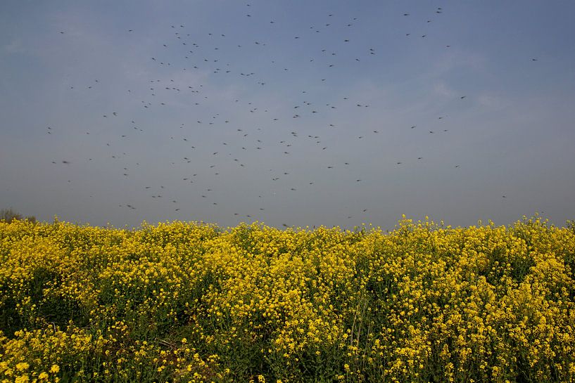 Dancing above the yellow flowers par Ioanna Stavrakaki