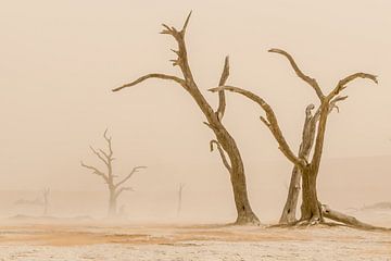 Dead Valley desert, sandstorm by Caroline Drijber