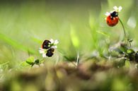 Spring fever by Gitta Reiszner thumbnail