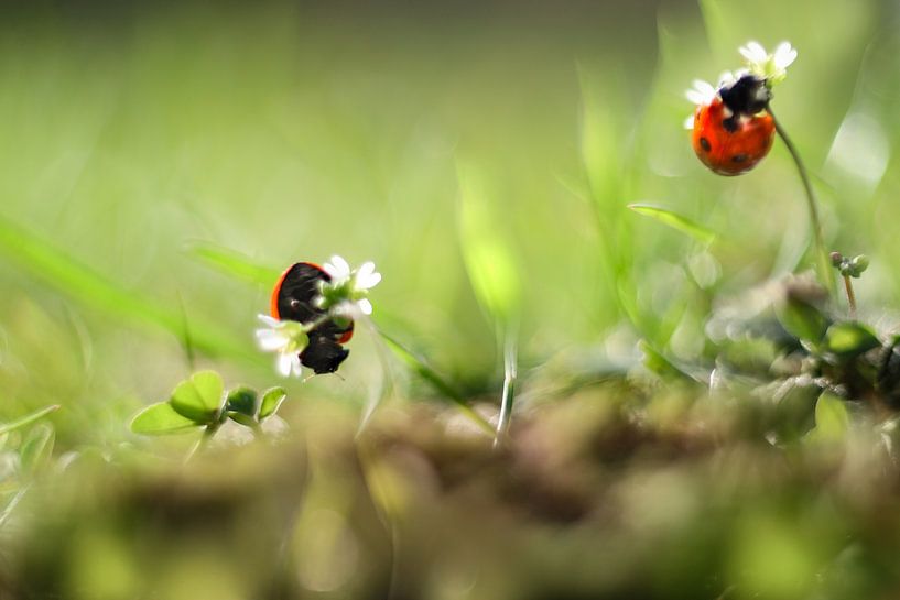 Spring fever by Gitta Reiszner