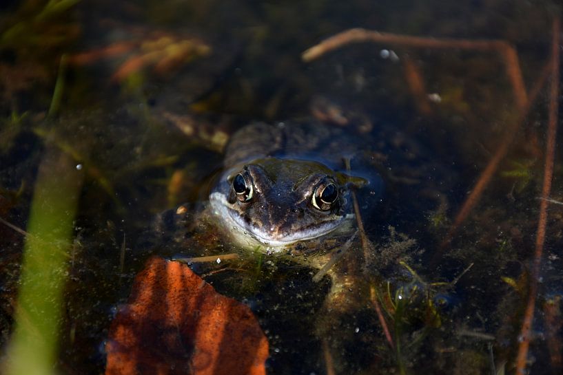 Frog by Henriette Tischler van Sleen