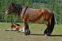 Pferd mit Fohlen