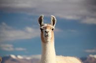 Lama with Bolivian Altiplano in the background by A. Hendriks thumbnail