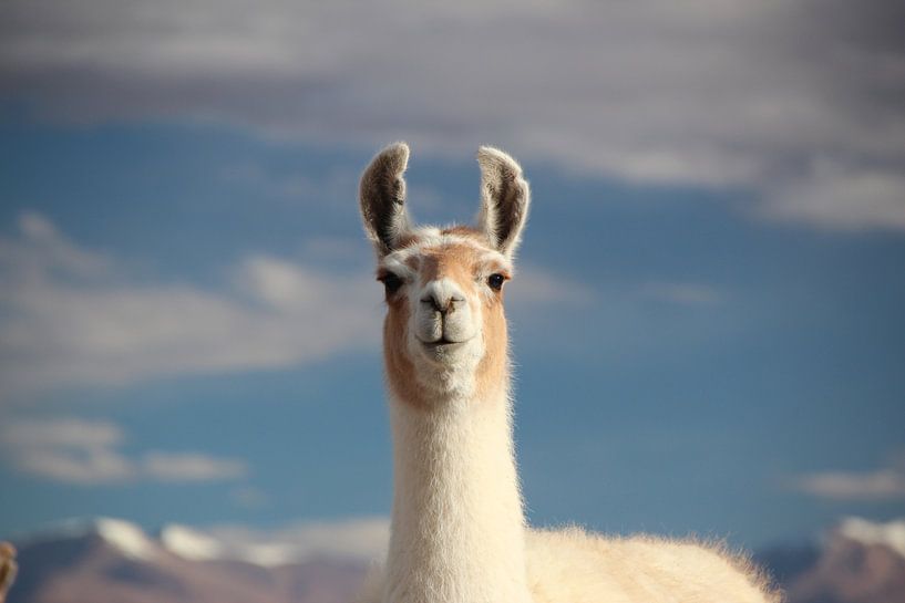 Lama mit dem bolivianischen Altiplano im Hintergrund von A. Hendriks