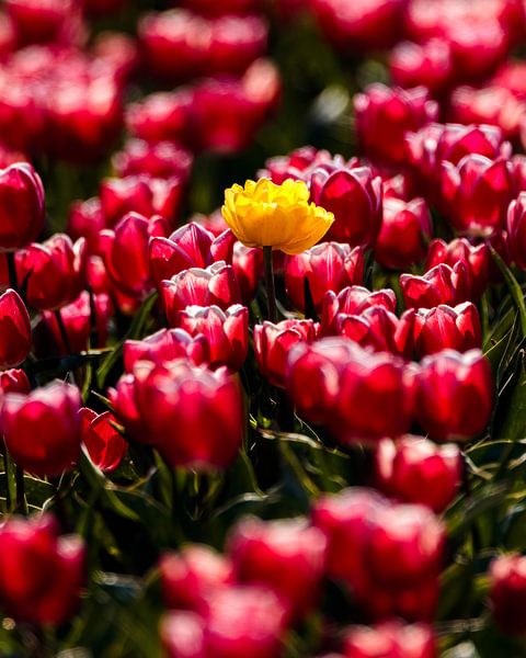dare to be different by Arnoud van der Aart