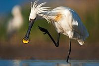 Eurasian Spoonbill (Platalea leucorodia)