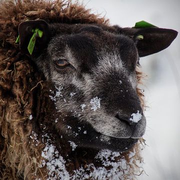 Black sheep by Ton van Waard - Pro-Moois