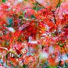 Rood blad van de Japanse Esdoorn  (Oh Happy Day!) van Paula van den Akker
