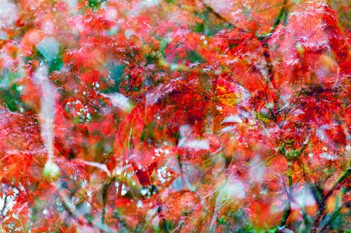 Feuille rouge d'érable japonais (Oh Happy Day !)