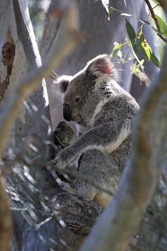 A wild Koala and its baby sitting in a tree  Queensland Australia