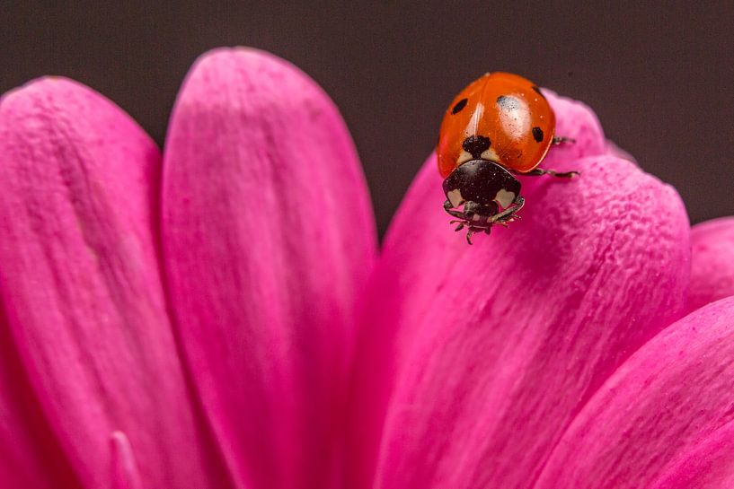 Marienkäfer auf Gerbera. von Erik de Rijk
