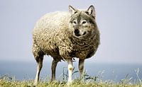 Wolf in schaapskleren van Sarah Richter thumbnail