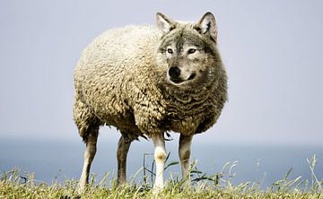 Wolf in schaapskleren