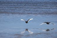 Landende zwart-witte zwanen met reflectie in de zee van Lau de Winter thumbnail