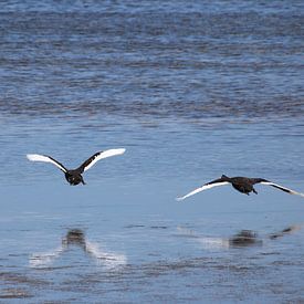 Landende zwart-witte zwanen met reflectie in de zee van Lau de Winter