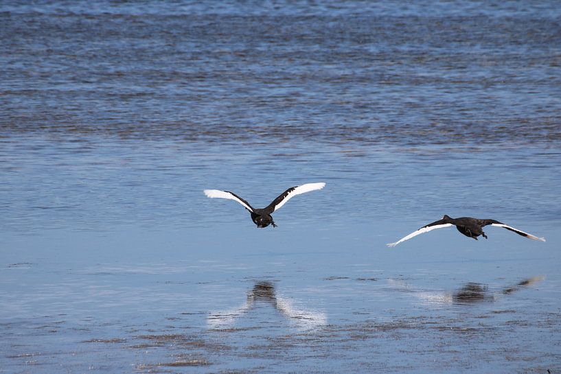Atterrissage de cygnes noirs et blancs se reflétant dans la mer par Lau de Winter