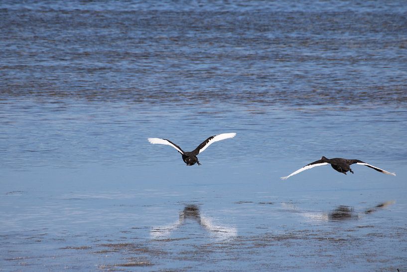 Landende zwart-witte zwanen met reflectie in de zee van Lau de Winter