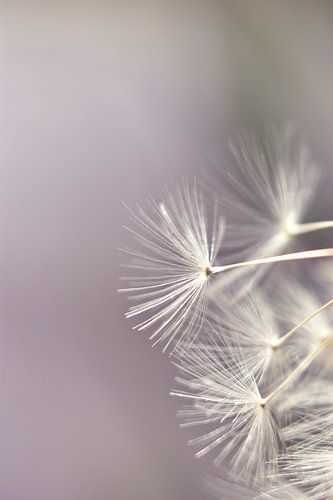 Details of dandelion fluff