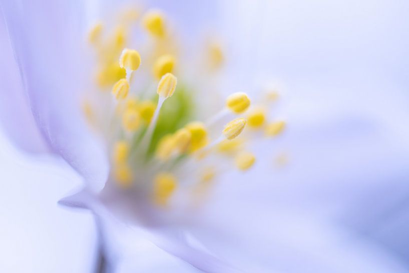 Buschwindröschen von Christien van der Veen Fotografie