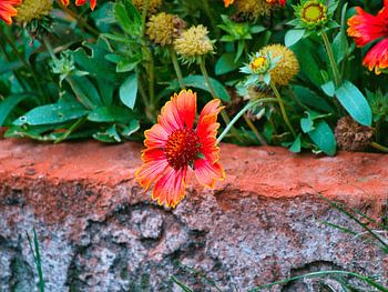 Bright cockade flower in the garden